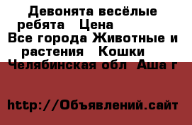 Девонята весёлые ребята › Цена ­ 25 000 - Все города Животные и растения » Кошки   . Челябинская обл.,Аша г.